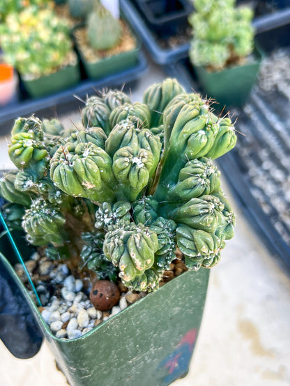 Mystery Cactus (Green)