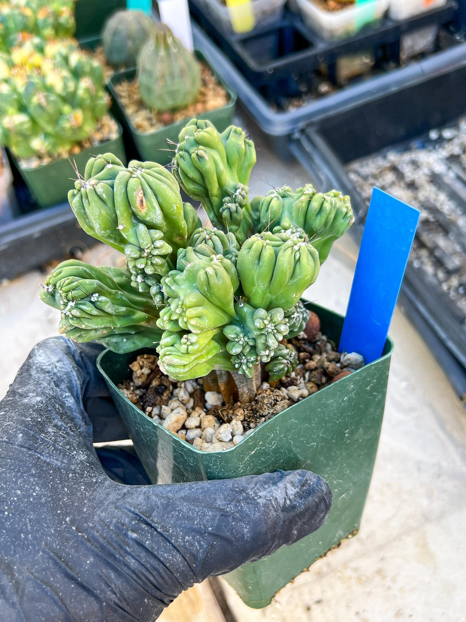 Mystery Cactus (Blue)