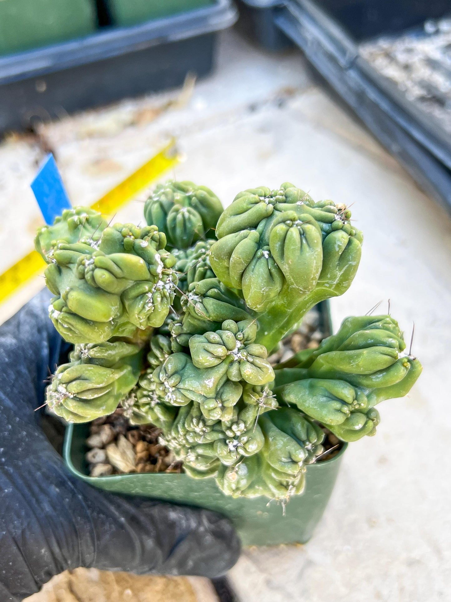 Mystery Cactus (Blue)