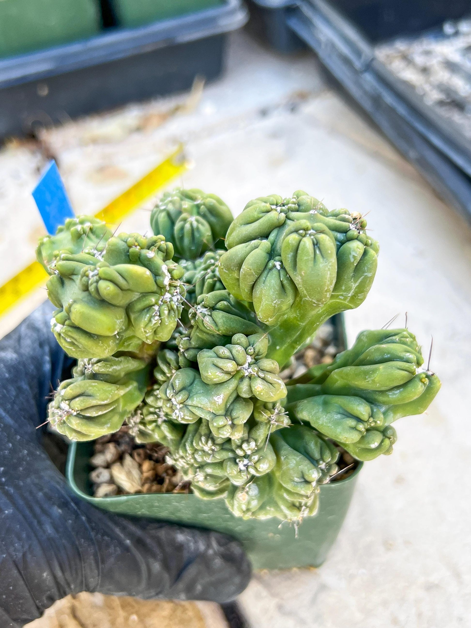 Mystery Cactus (Blue)