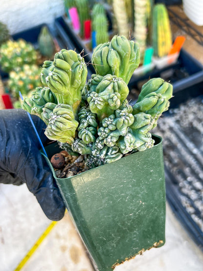 Mystery Cactus (Blue)