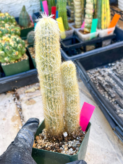 Mystery Cactus (Pink)