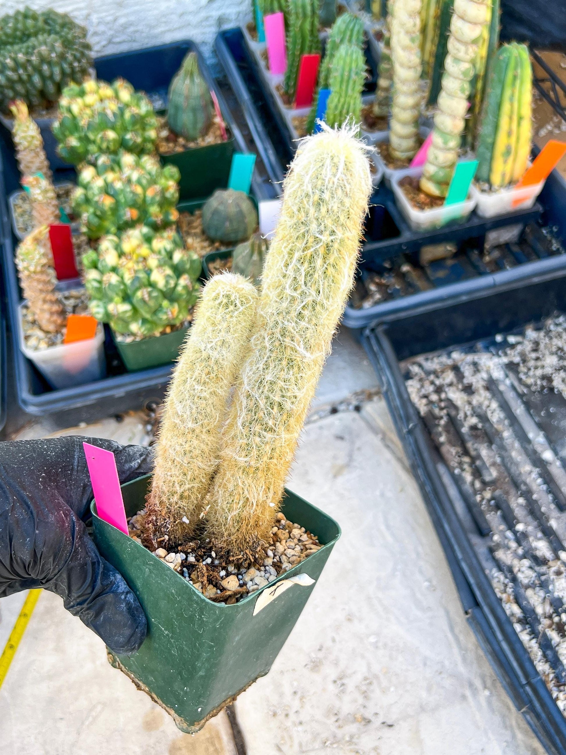 Mystery Cactus (Pink)