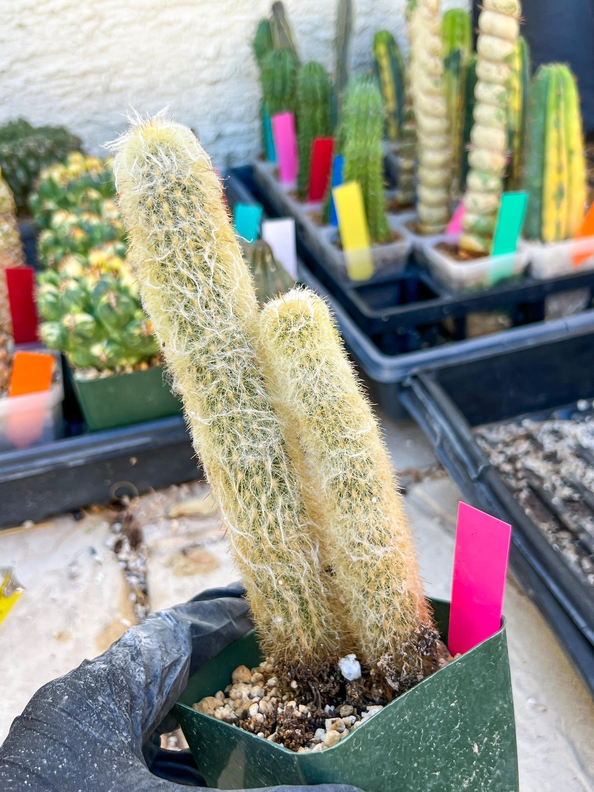 Mystery Cactus (Pink)