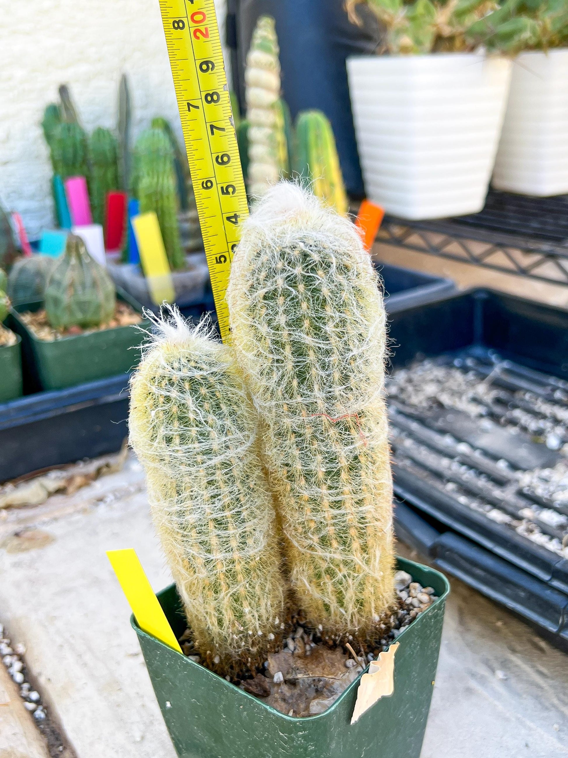 Mystery Cactus (Yellow)