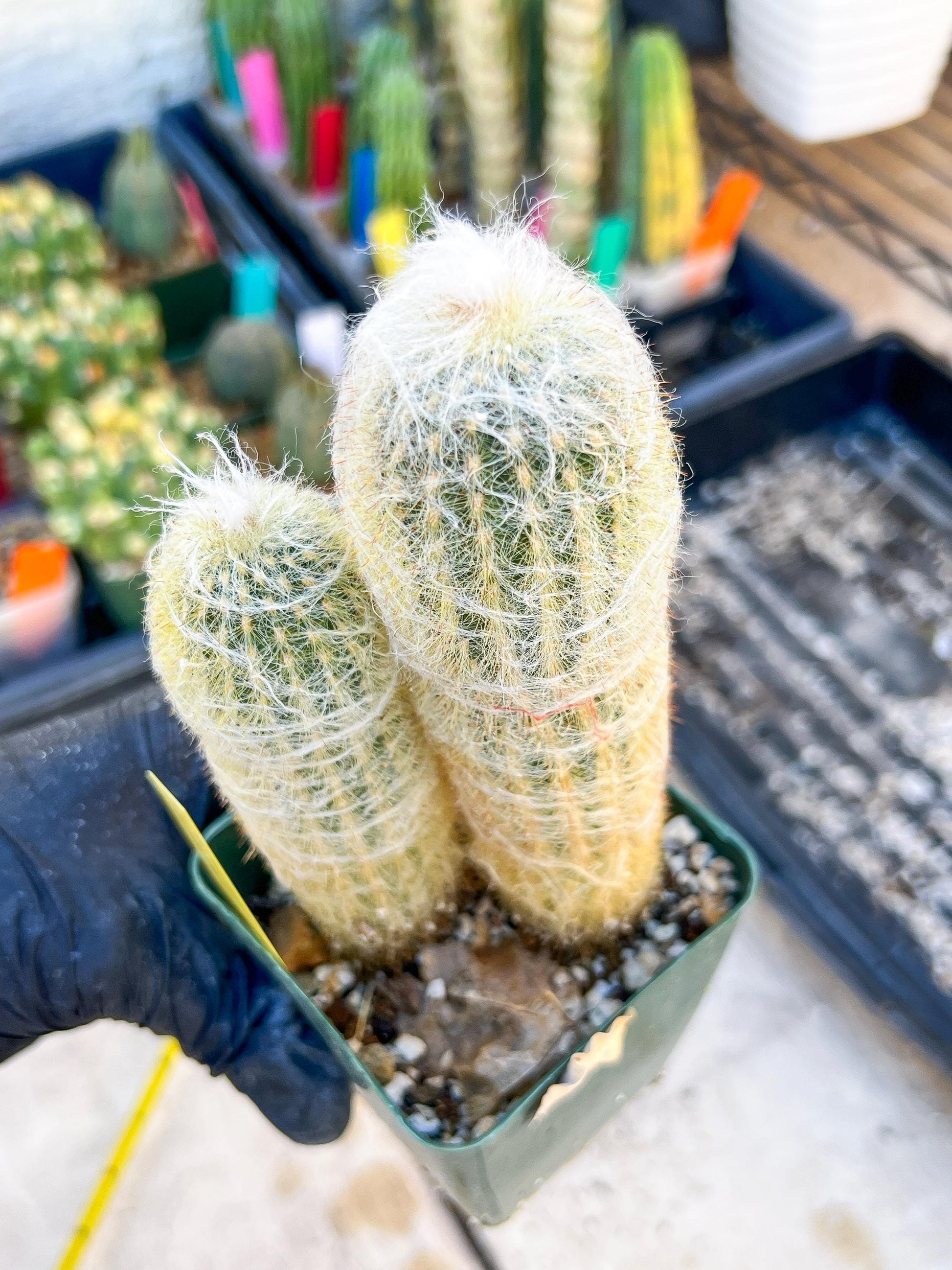 Mystery Cactus (Yellow)