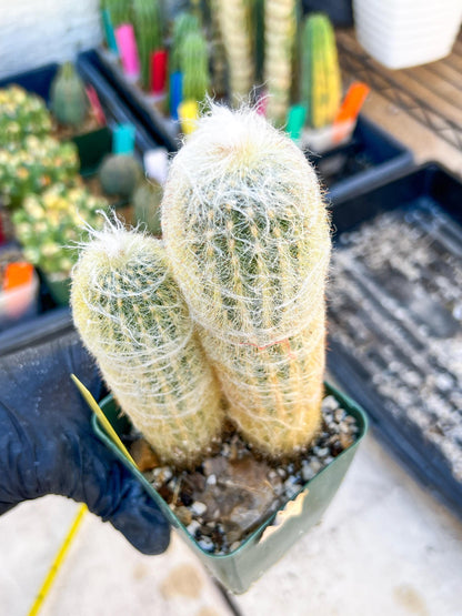 Mystery Cactus (Yellow)