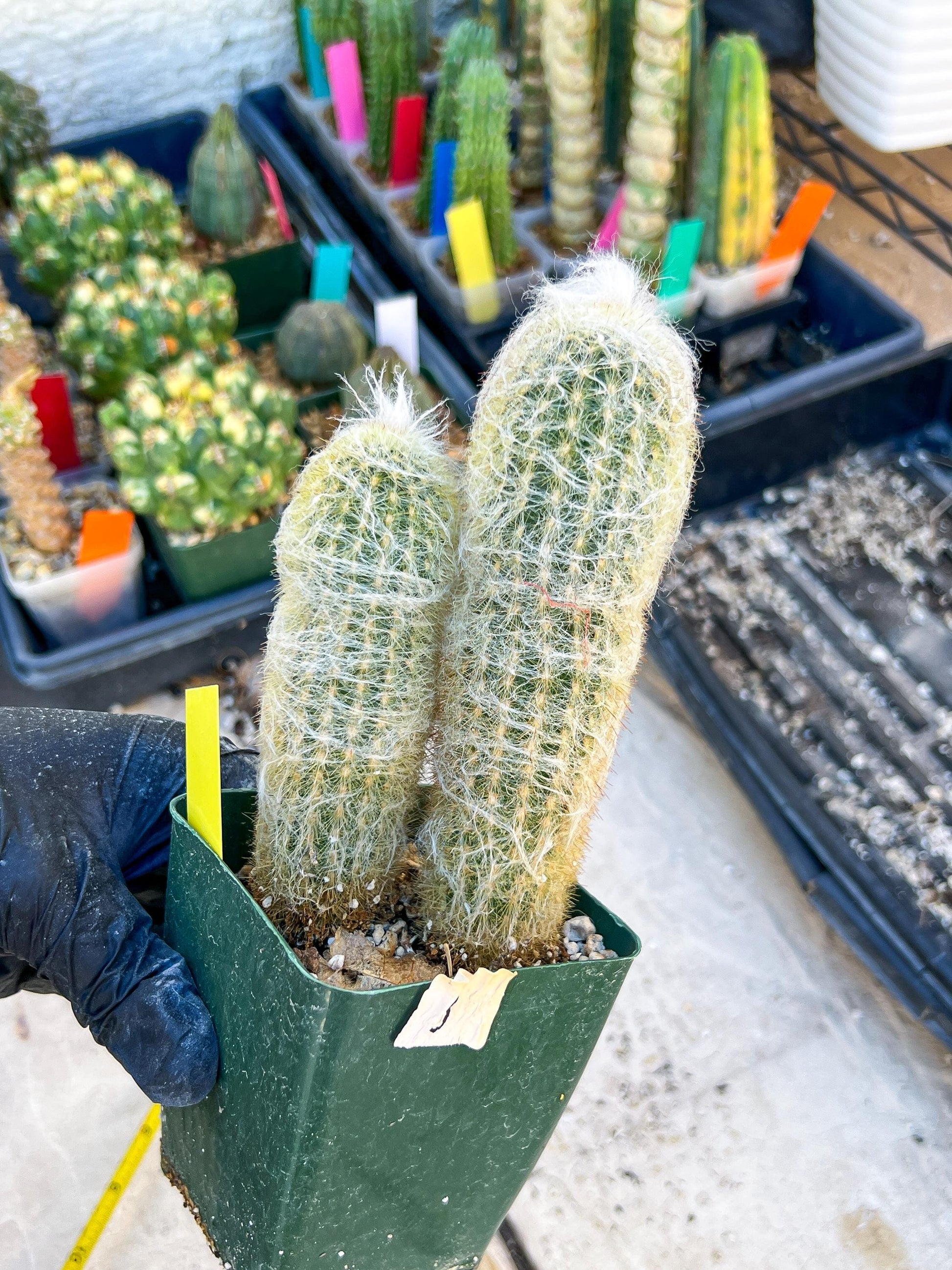 Mystery Cactus (Yellow)