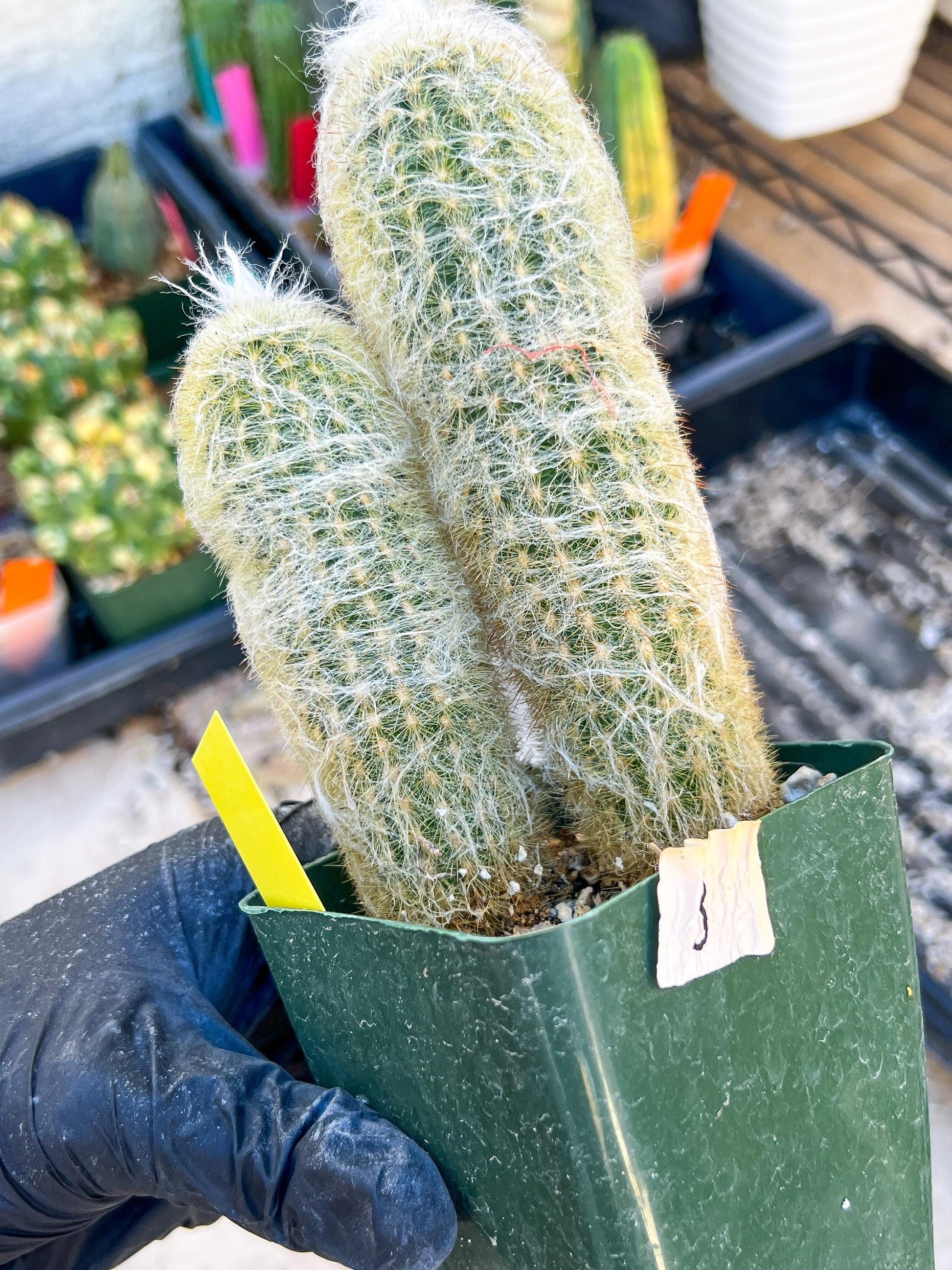 Mystery Cactus (Yellow)