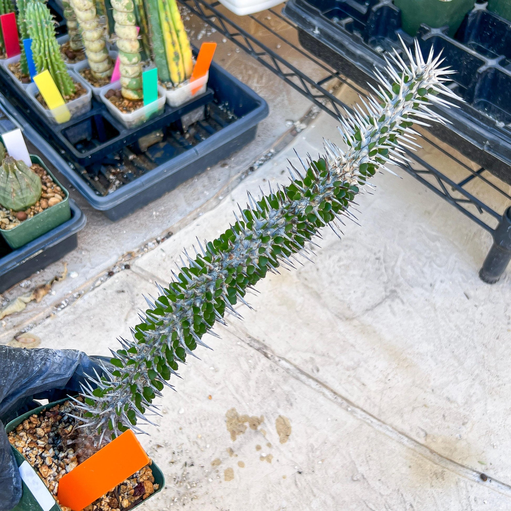 Madagascar ocotillo Alluaudia procera (G1) | 15~16+ Inch