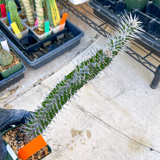 Madagascar ocotillo Alluaudia procera (G1) | 15~16+ Inch