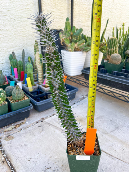 Madagascar ocotillo Alluaudia procera (G1) | 15~16+ Inch