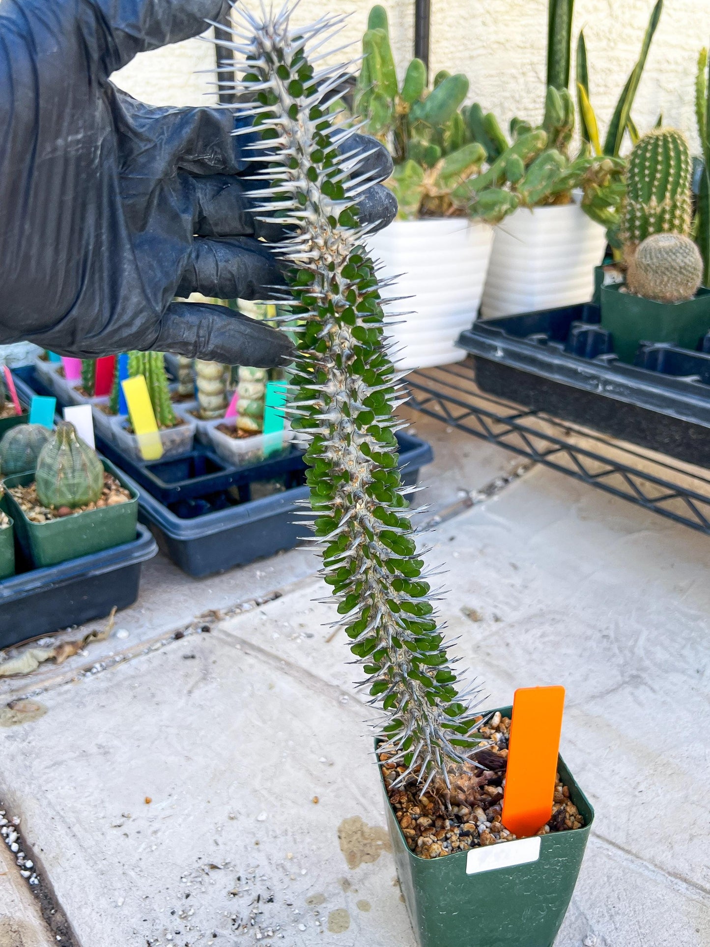 Madagascar ocotillo Alluaudia procera (G1) | 15~16+ Inch
