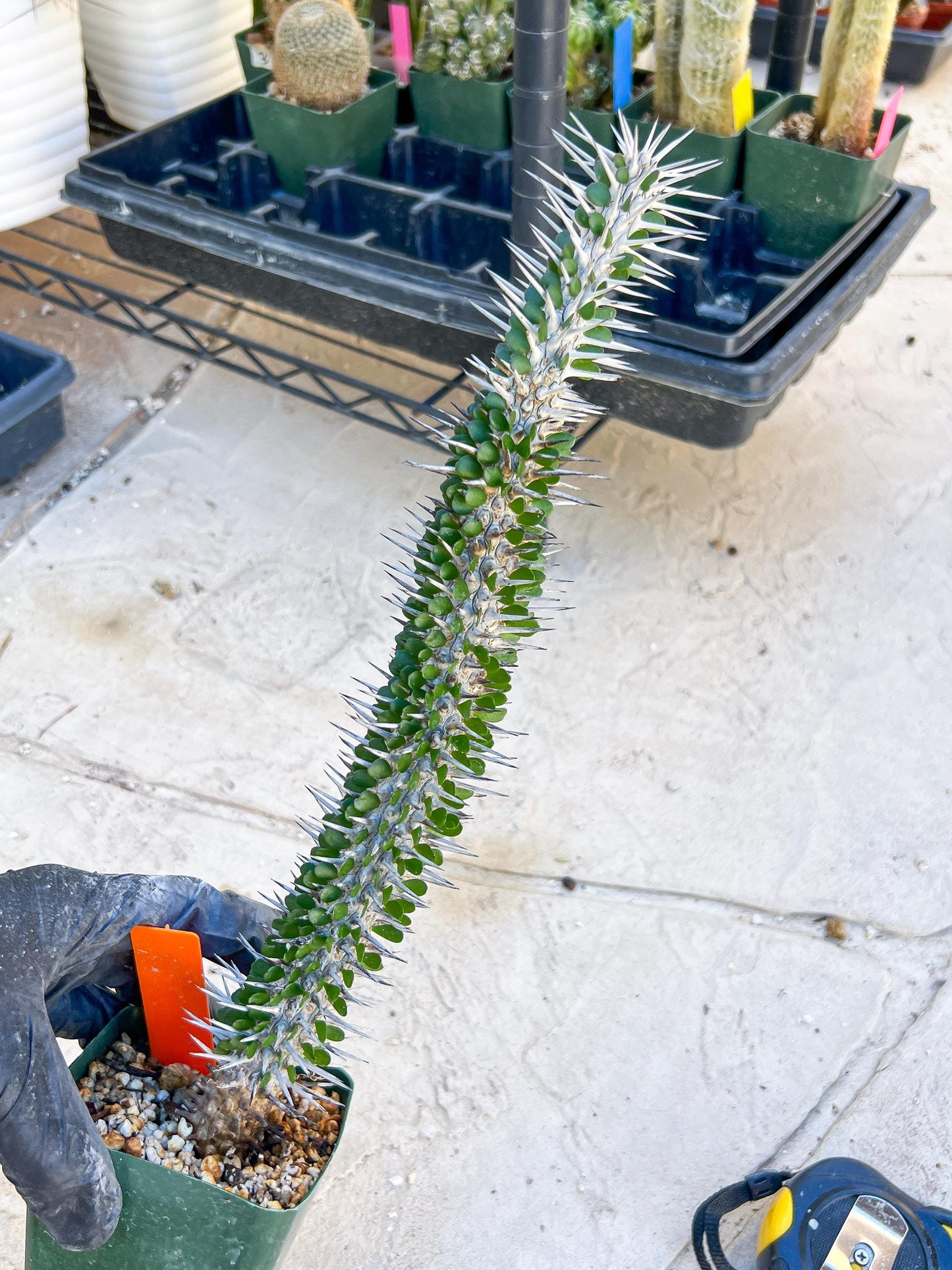Madagascar ocotillo Alluaudia procera (G1) | 15~16+ Inch