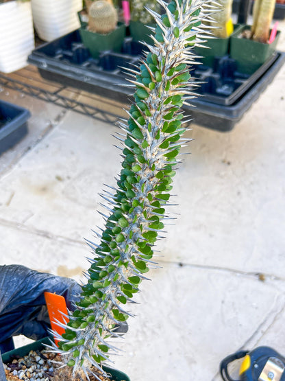 Madagascar ocotillo Alluaudia procera (G1) | 15~16+ Inch