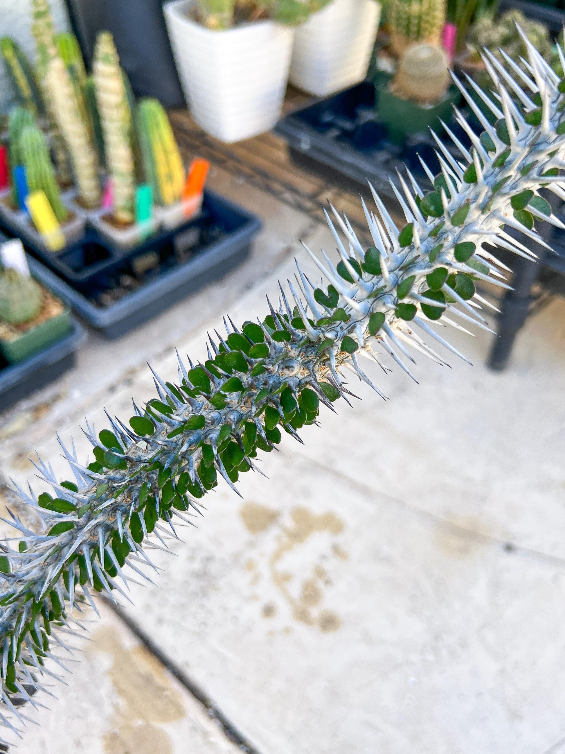 Madagascar ocotillo Alluaudia procera (G2) | Rare Imported