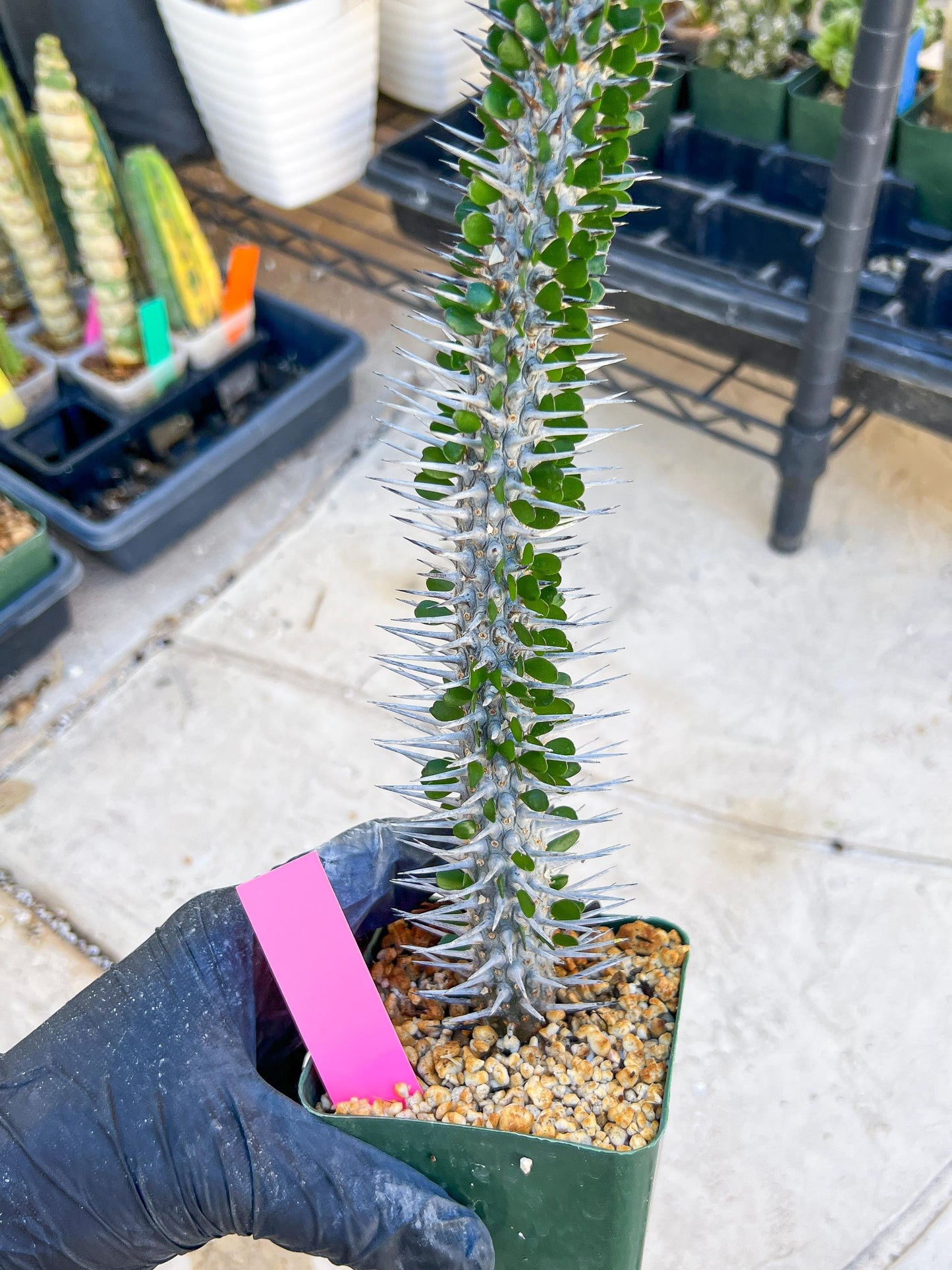 Madagascar ocotillo Alluaudia procera (G2) | Rare Imported