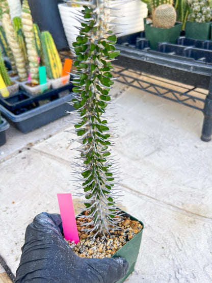 Madagascar ocotillo Alluaudia procera (G2) | Rare Imported
