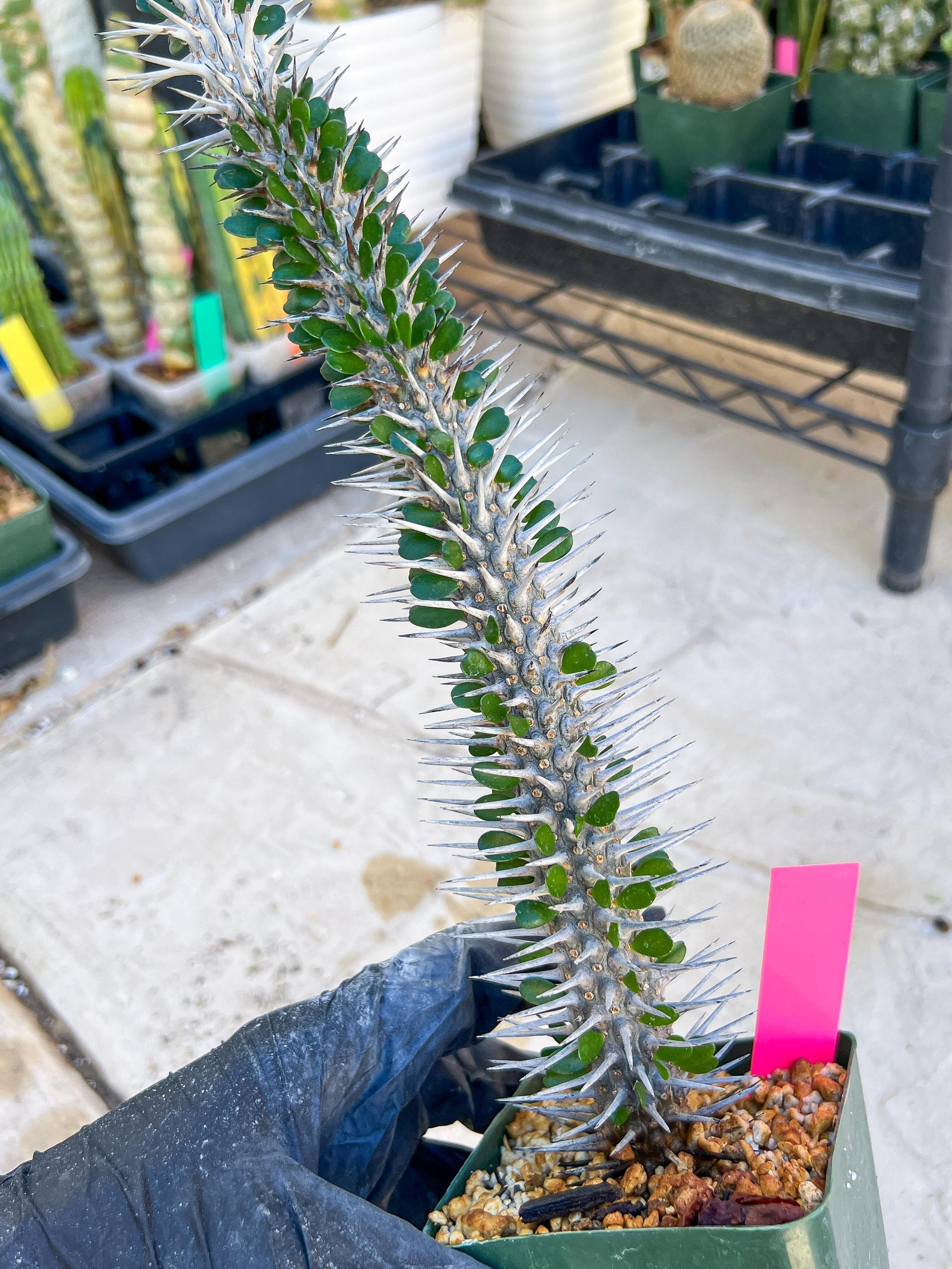 Madagascar ocotillo Alluaudia procera (G2) | Rare Imported