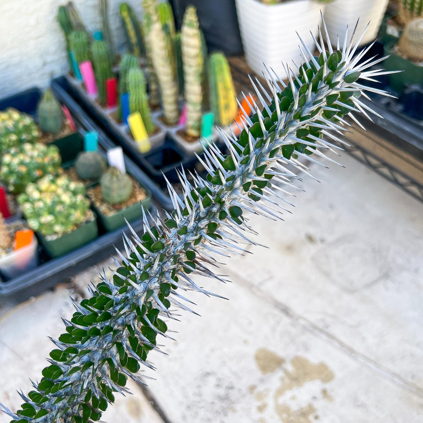 Madagascar ocotillo Alluaudia procera (Yellow) | Imported
