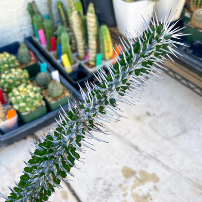 Madagascar ocotillo Alluaudia procera (Yellow) | Imported