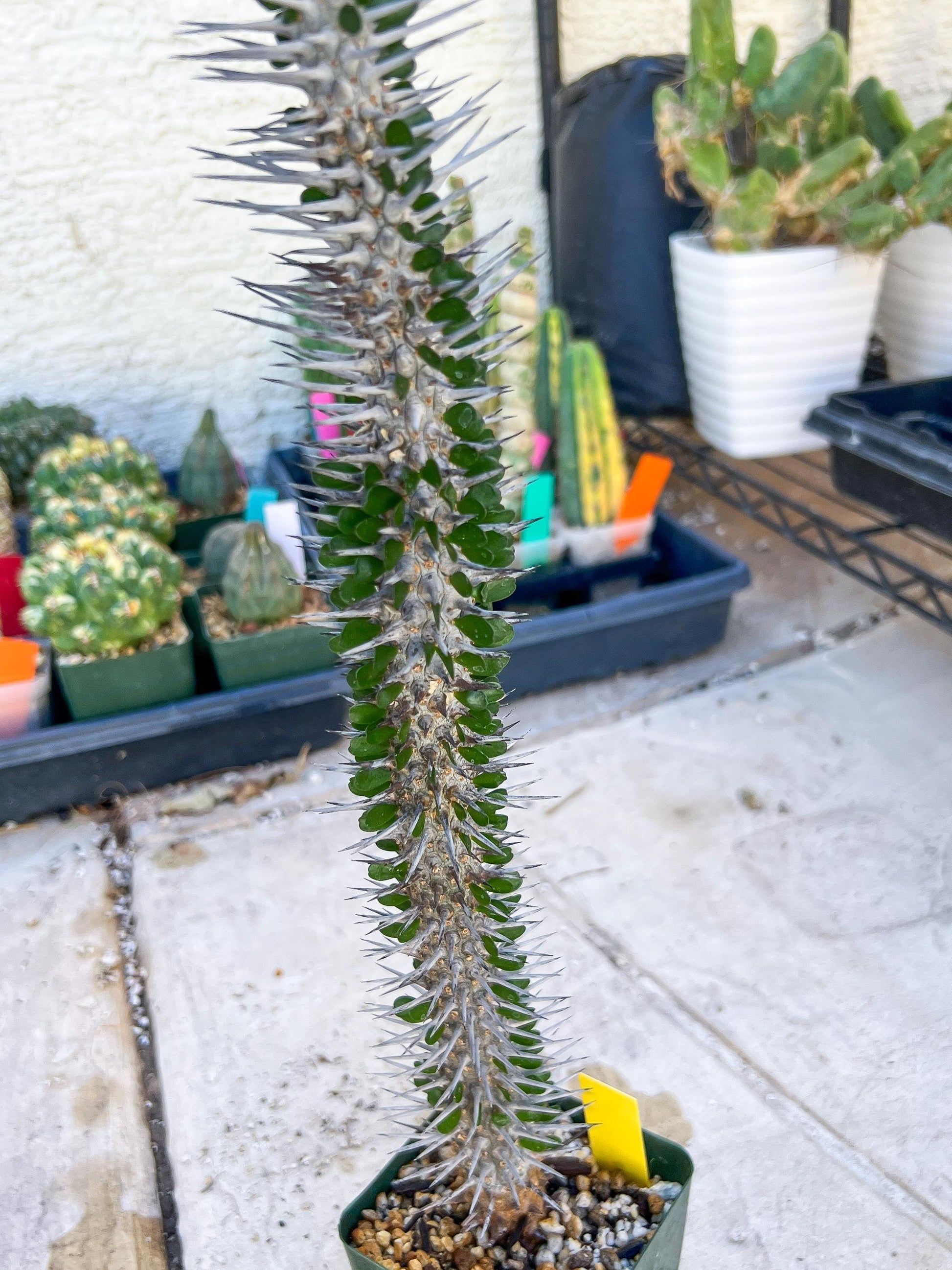 Madagascar ocotillo Alluaudia procera (Yellow) | Imported