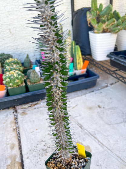 Madagascar ocotillo Alluaudia procera (Yellow) | Imported