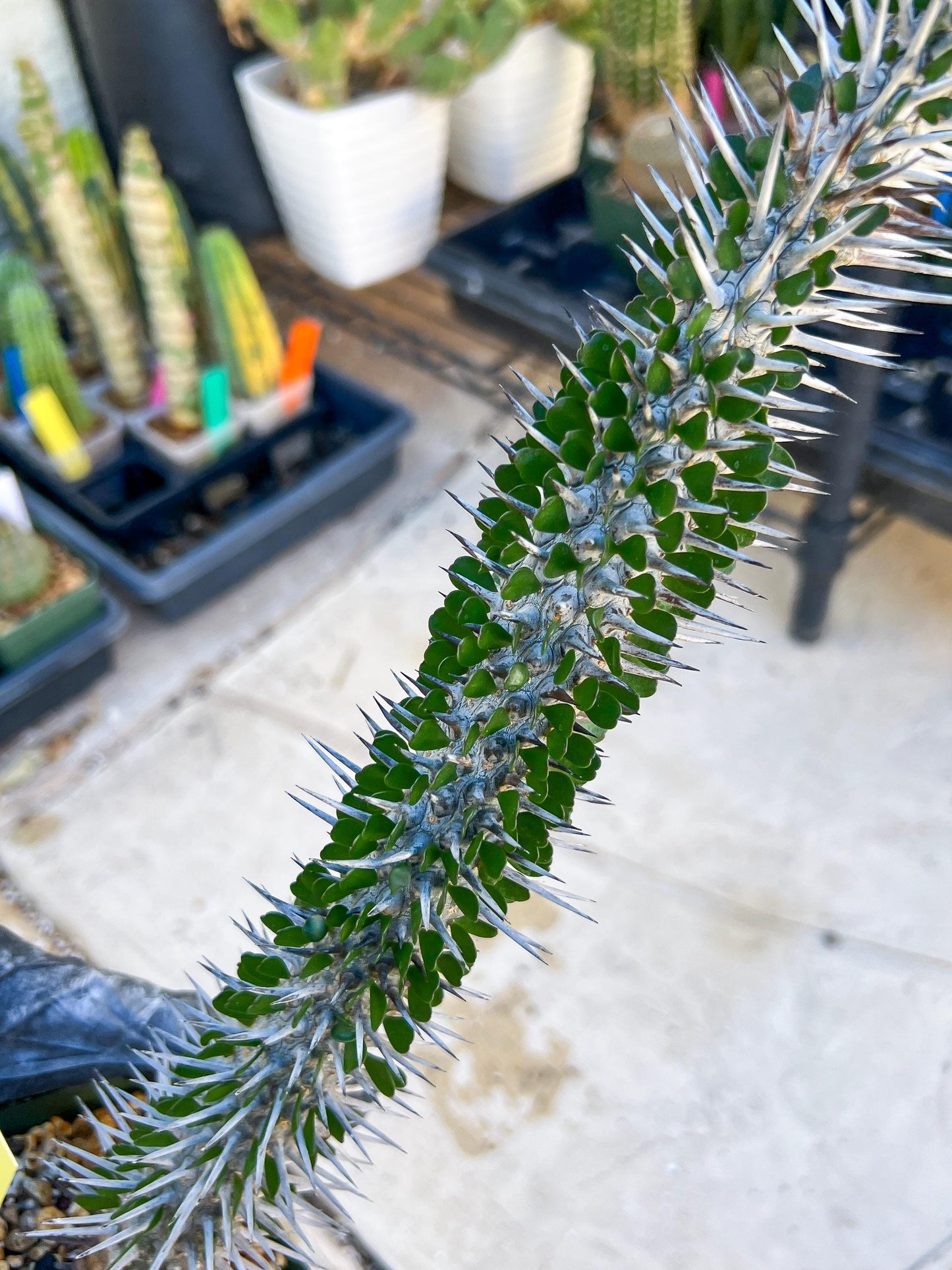 Madagascar ocotillo Alluaudia procera (Yellow) | Imported