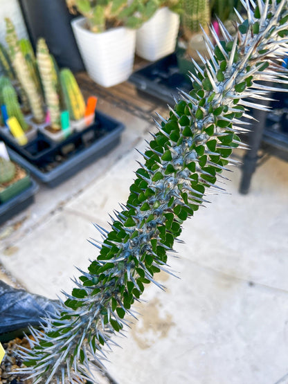 Madagascar ocotillo Alluaudia procera (Yellow) | Imported