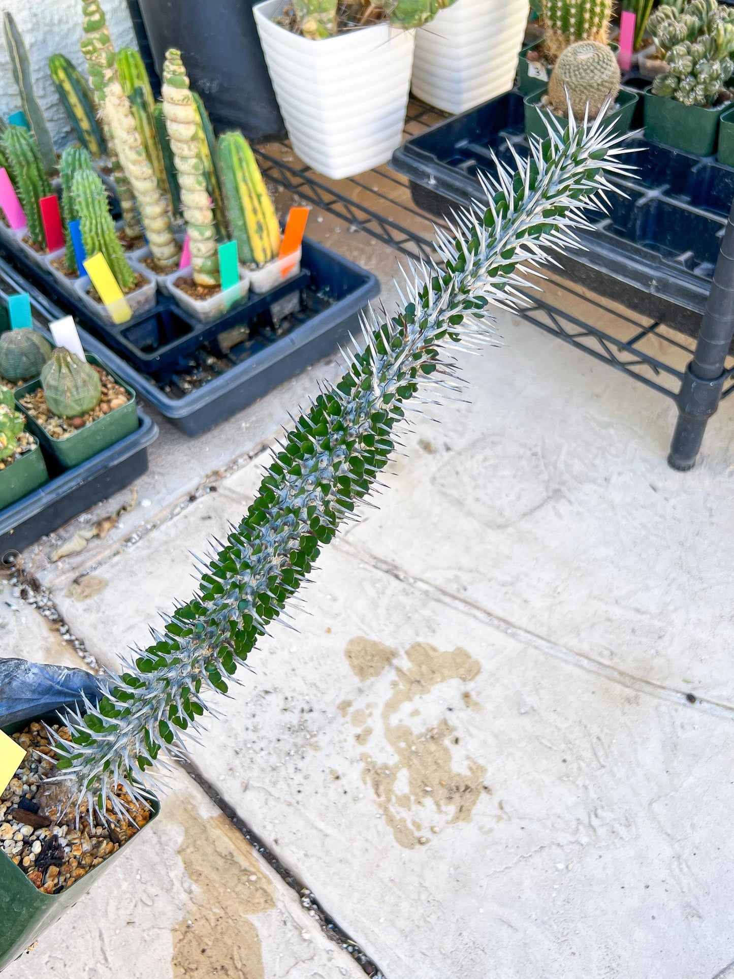 Madagascar ocotillo Alluaudia procera (Yellow) | Imported