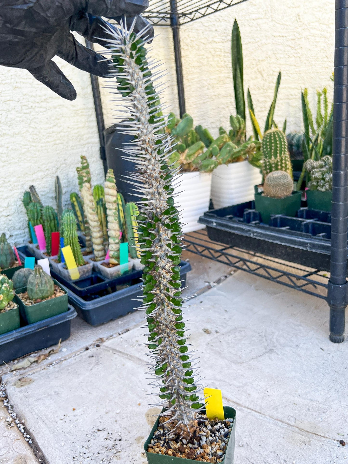 Madagascar ocotillo Alluaudia procera (Yellow) | Imported