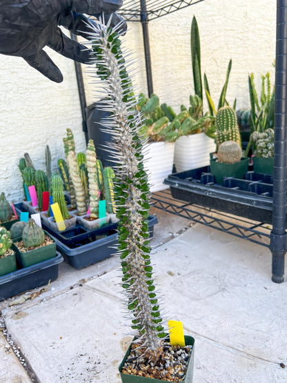 Madagascar ocotillo Alluaudia procera (Yellow) | Imported