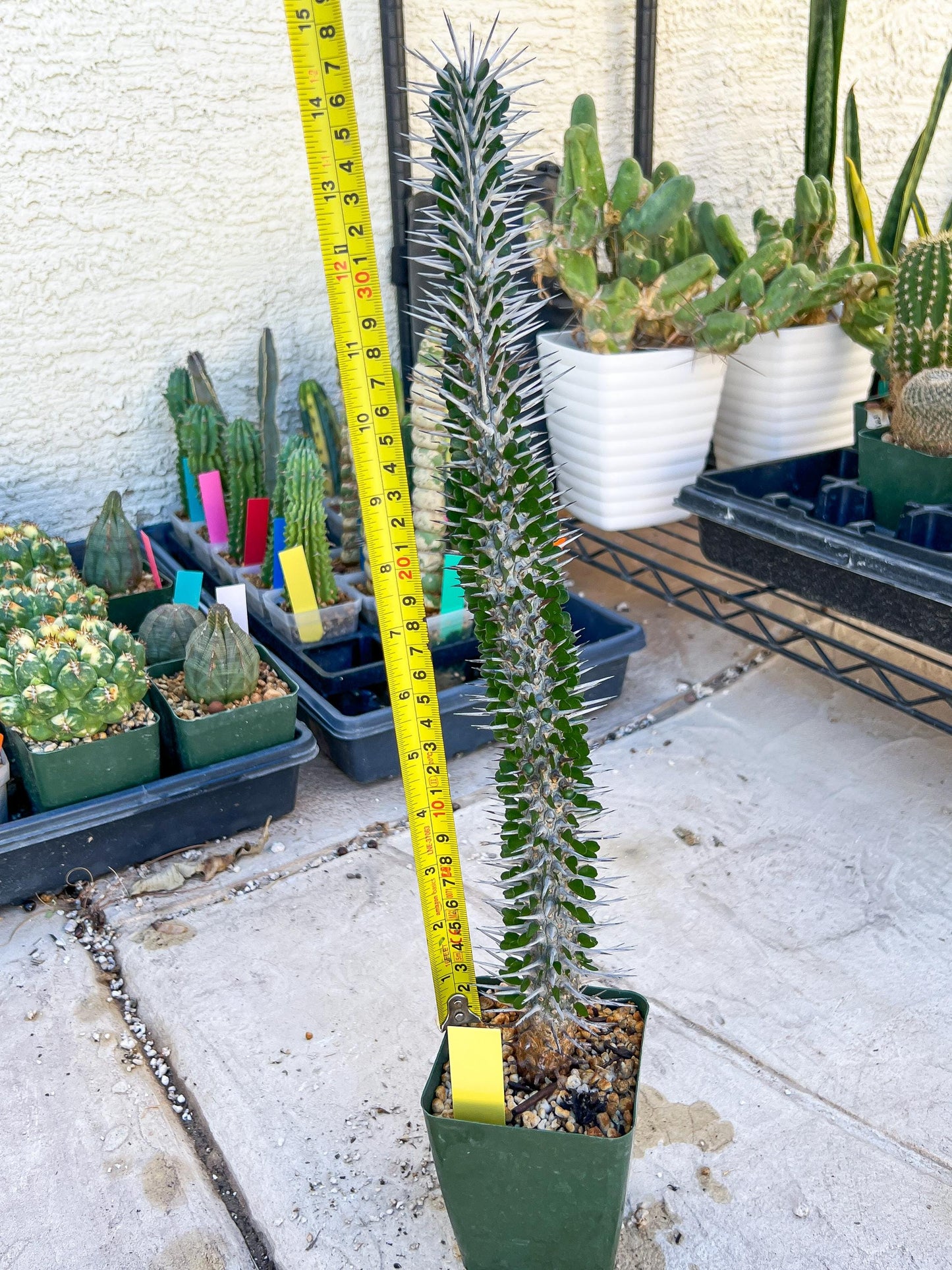 Madagascar ocotillo Alluaudia procera (Yellow) | Imported