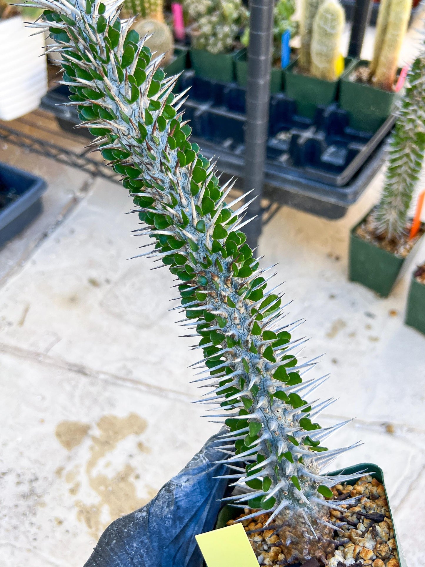 Madagascar ocotillo Alluaudia procera (Yellow) | Imported