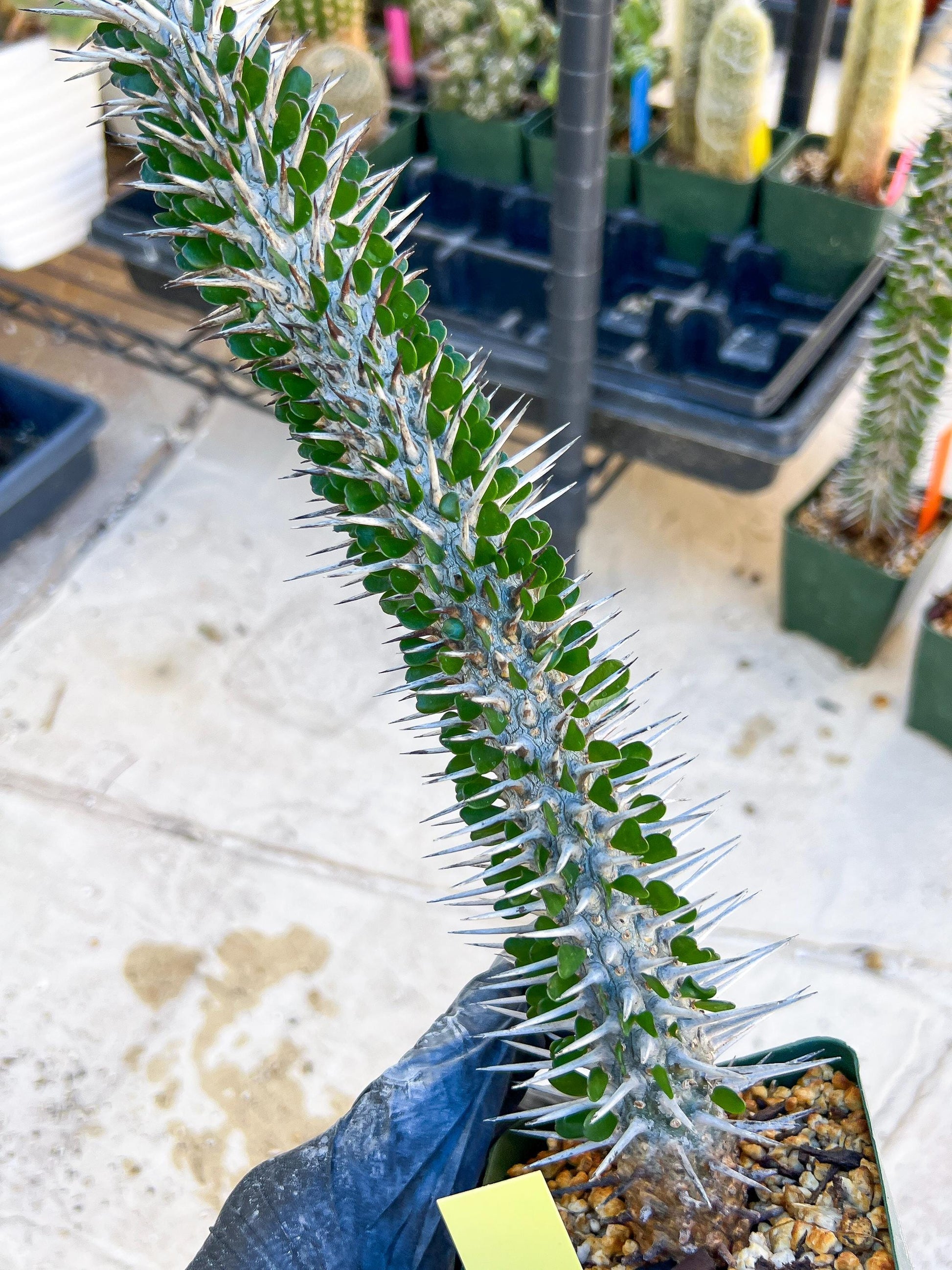 Madagascar ocotillo Alluaudia procera (Yellow) | Imported