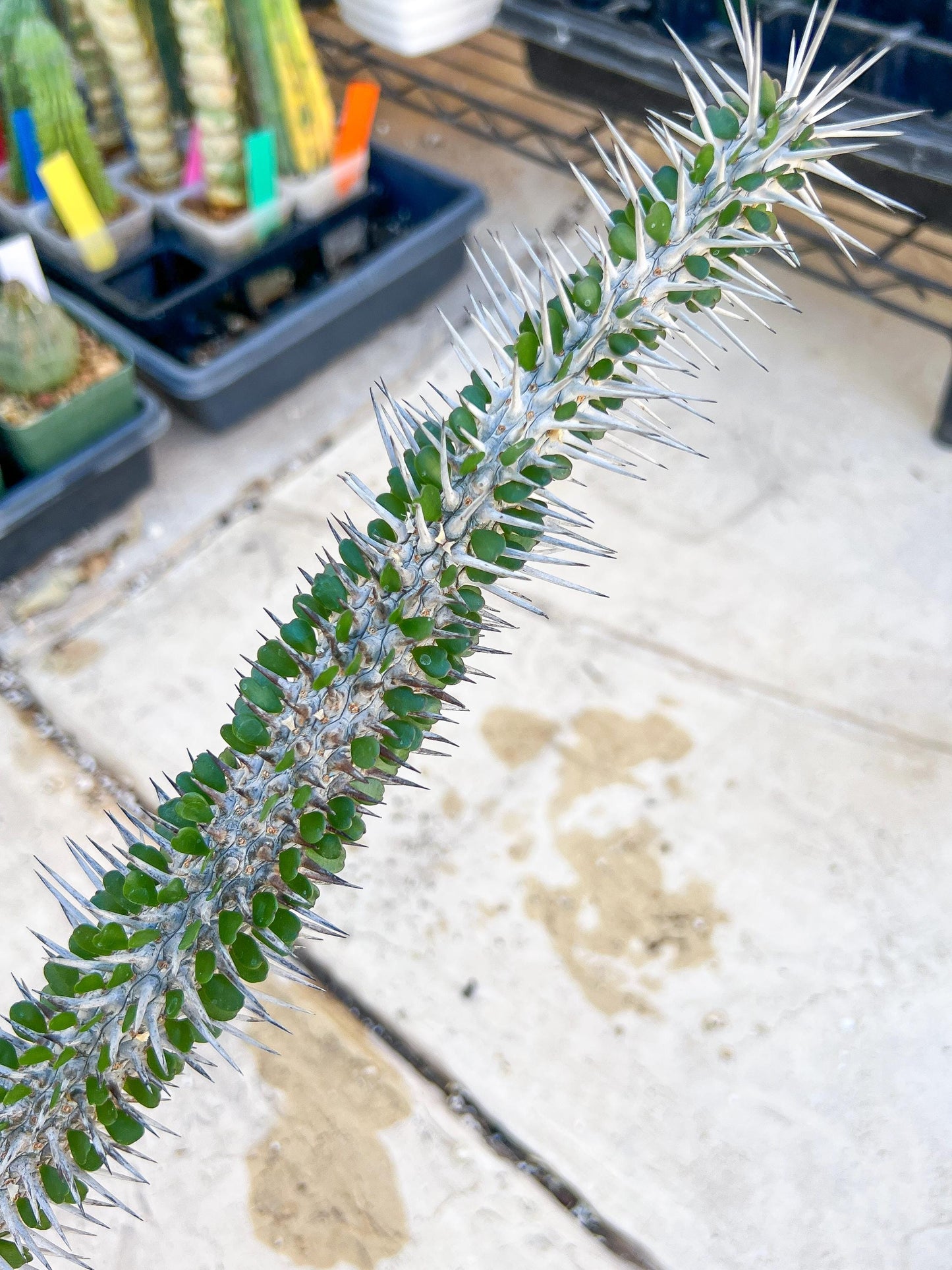 Madagascar ocotillo Alluaudia procera (Green) | Imported