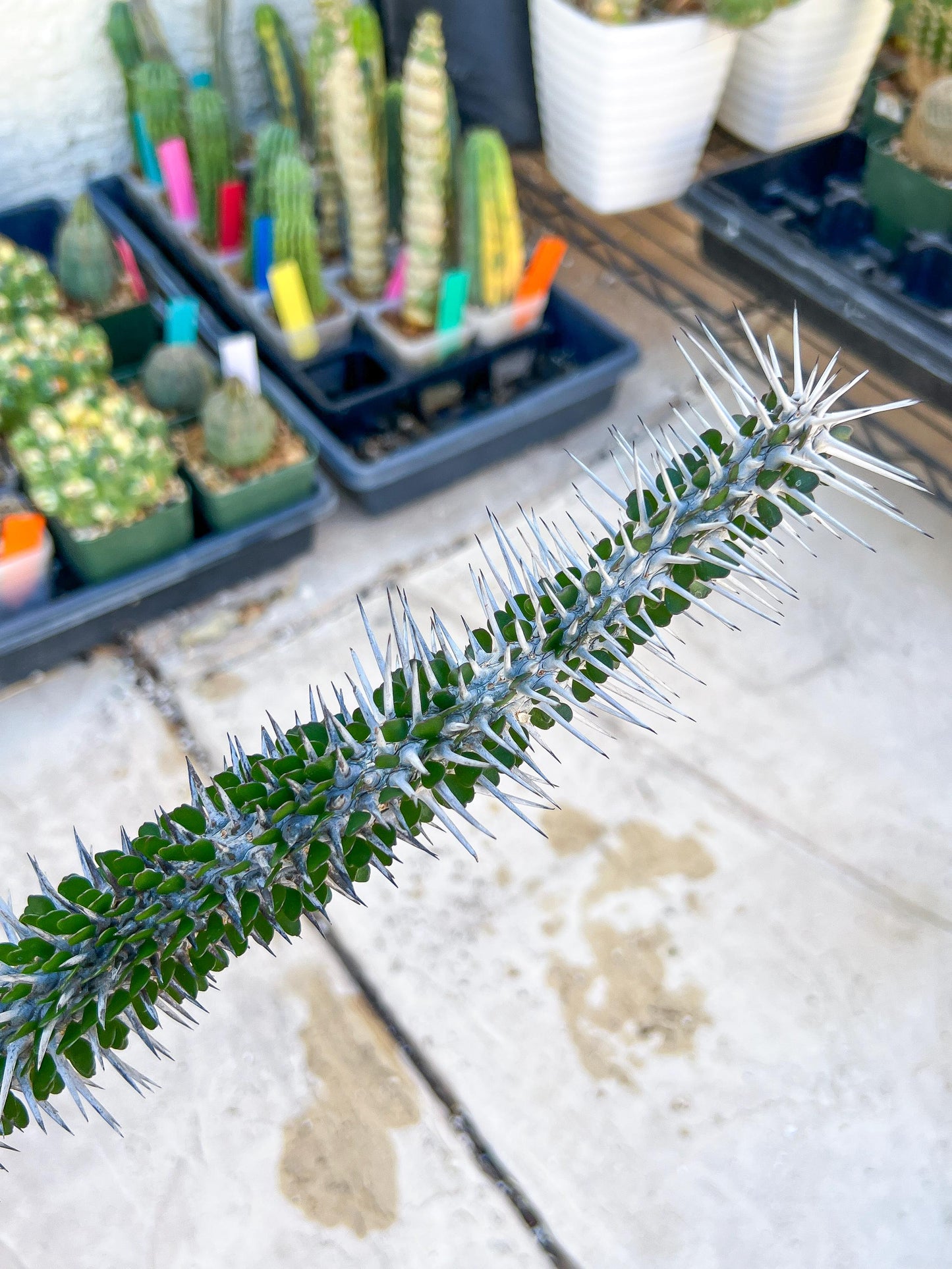 Madagascar ocotillo Alluaudia procera (Green) | Imported