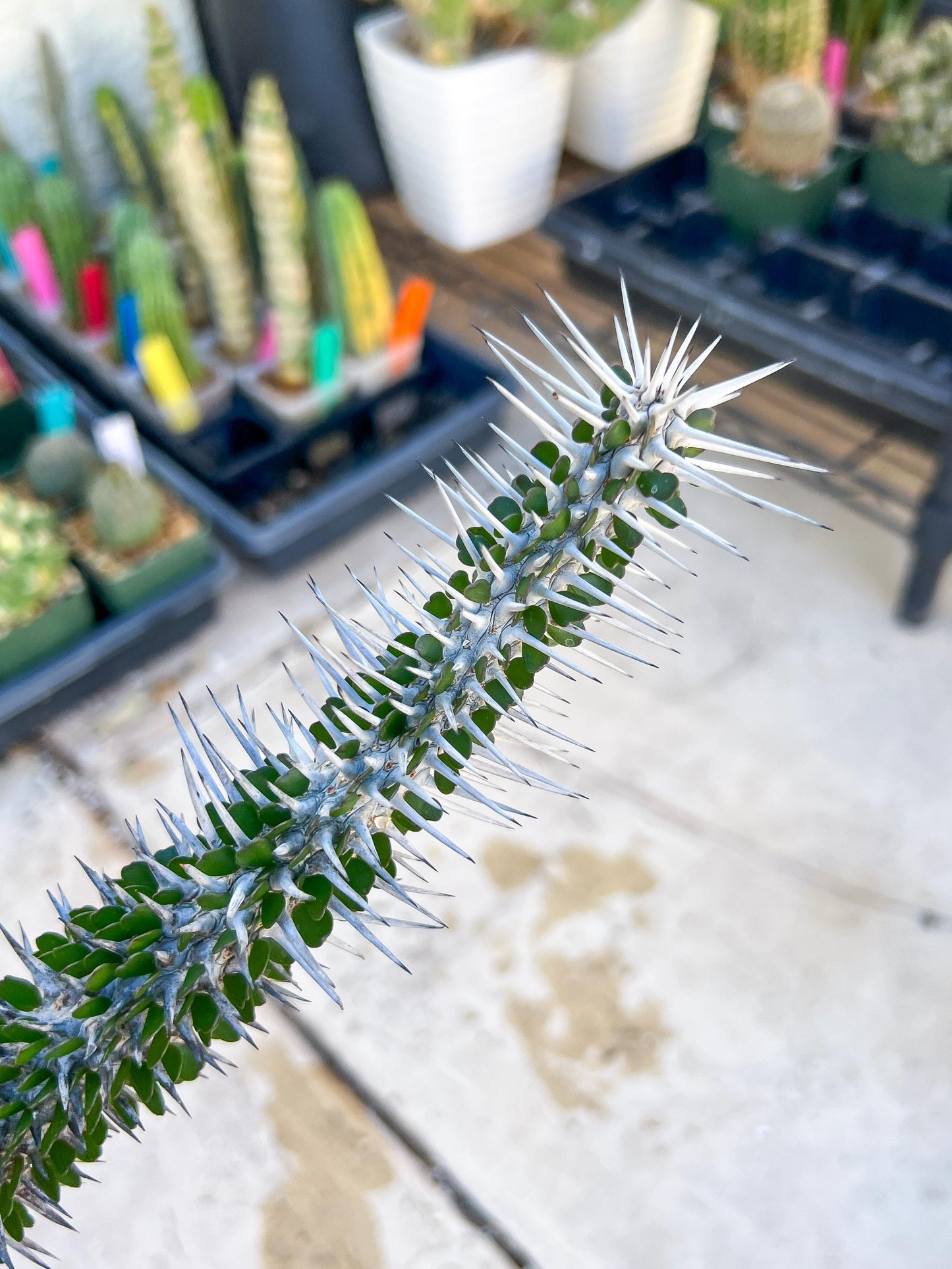Madagascar ocotillo Alluaudia procera (Green) | Imported