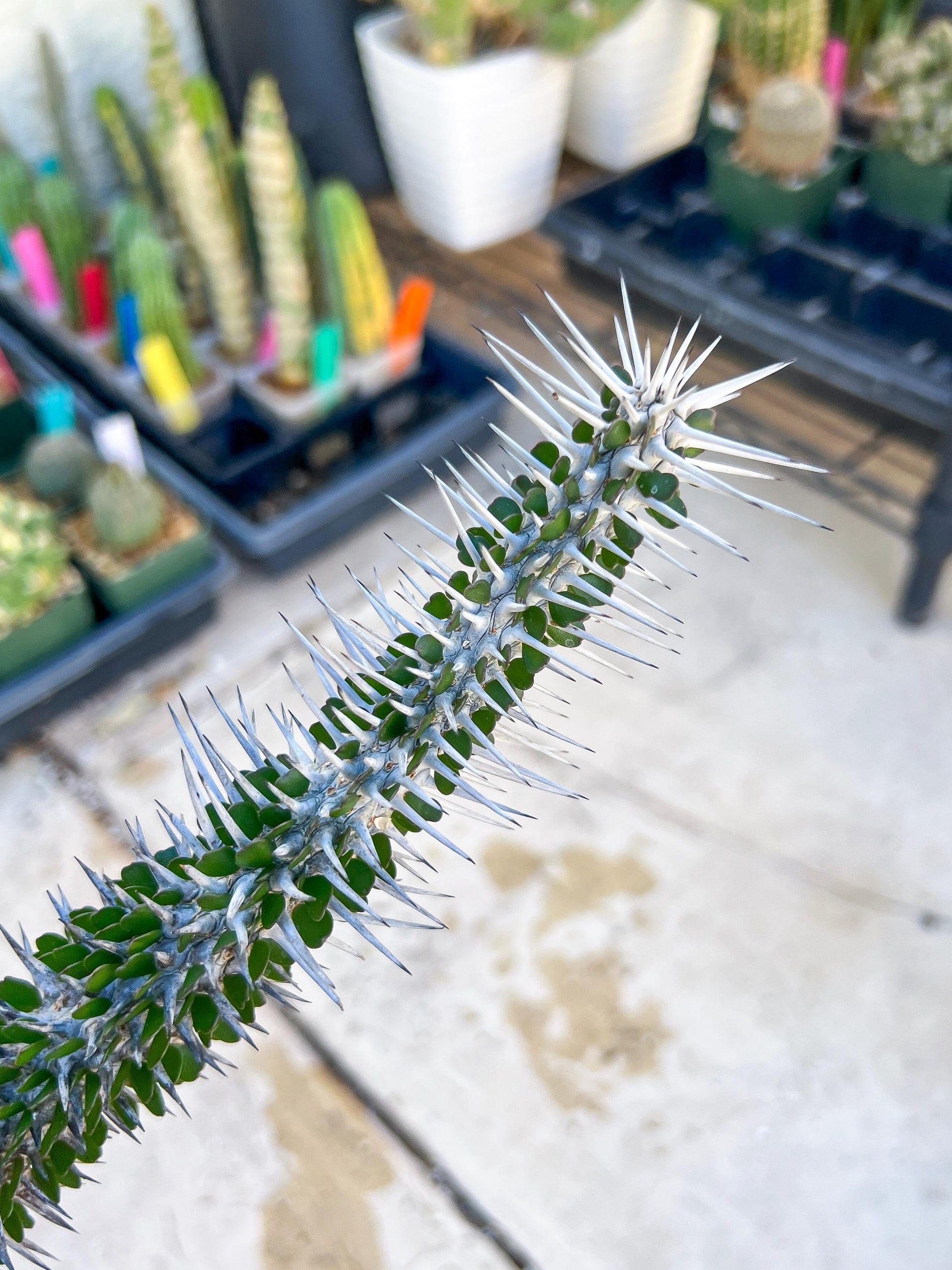 Madagascar ocotillo Alluaudia procera (Green) | Imported