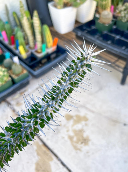 Madagascar ocotillo Alluaudia procera (Green) | Imported