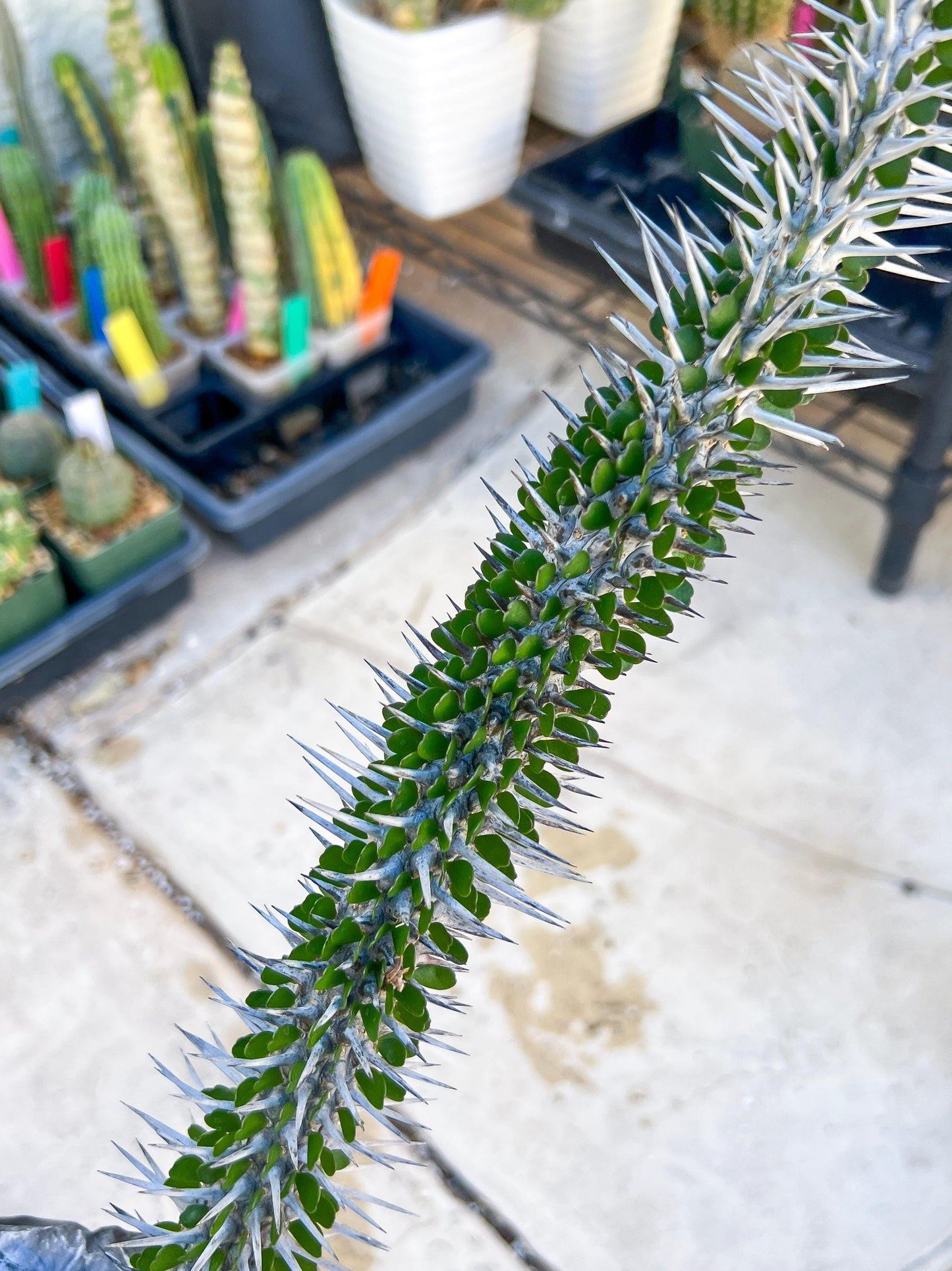 Madagascar ocotillo Alluaudia procera (Green) | Imported