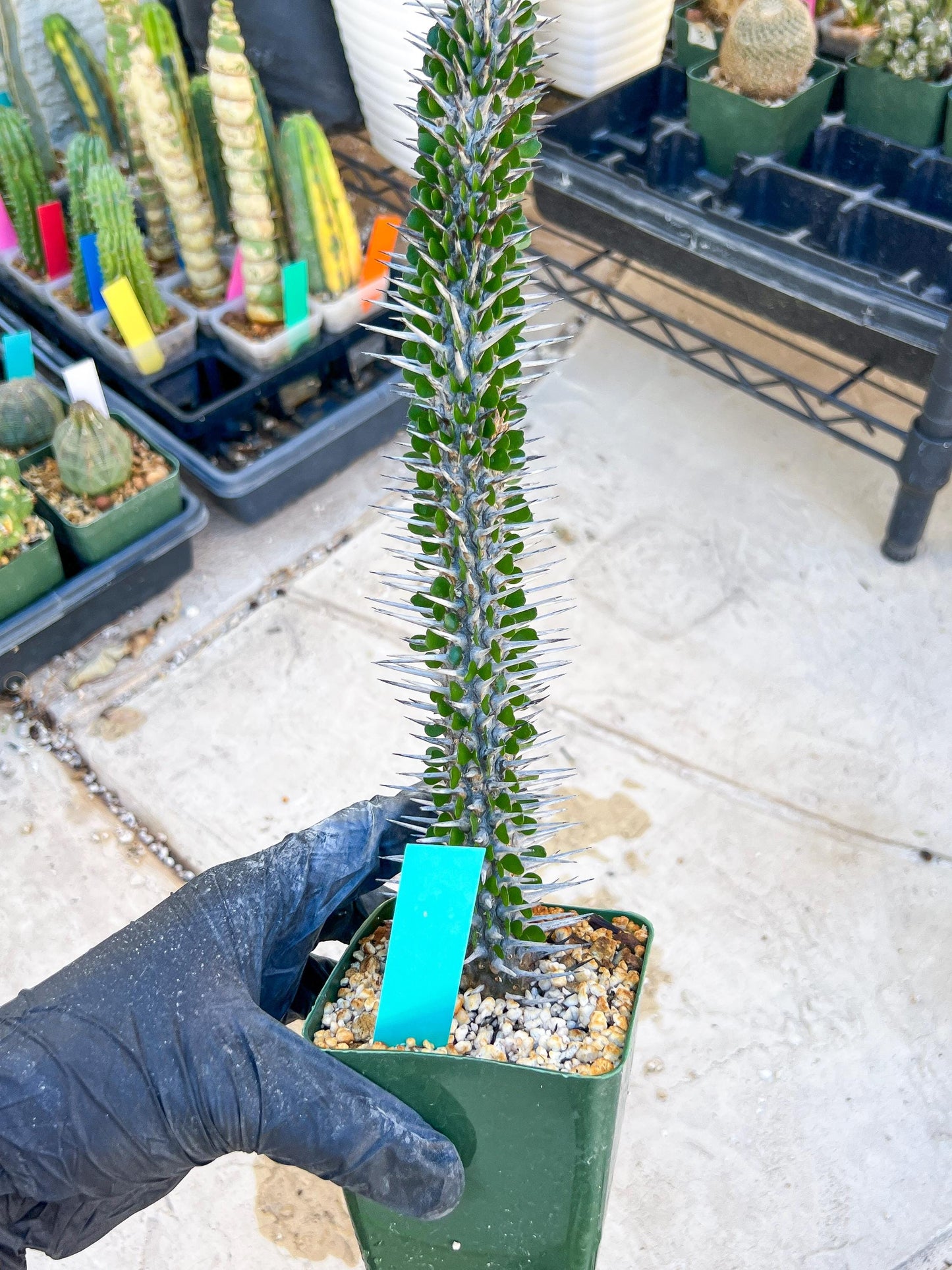 Madagascar ocotillo Alluaudia procera (Green) | Imported
