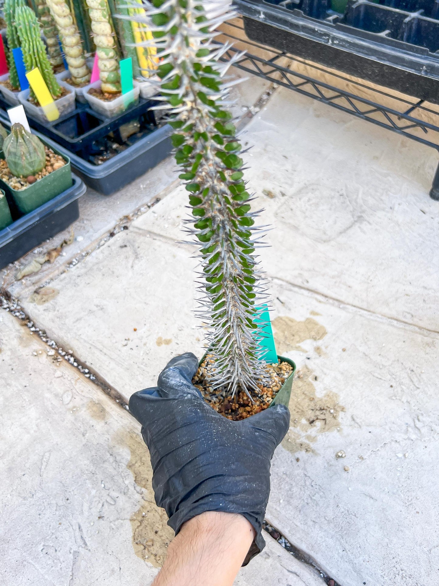 Madagascar ocotillo Alluaudia procera (Green) | Imported