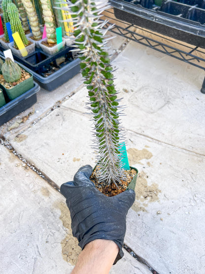 Madagascar ocotillo Alluaudia procera (Green) | Imported