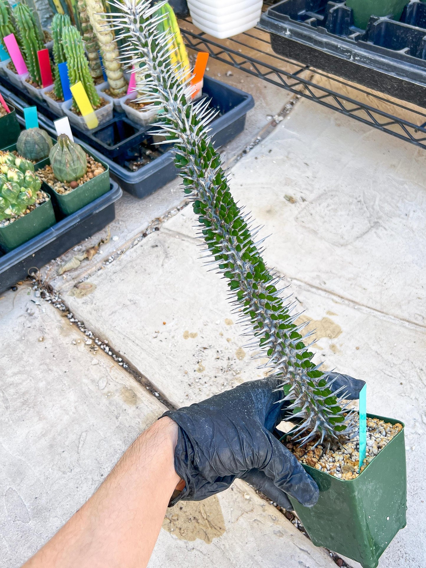 Madagascar ocotillo Alluaudia procera (Green) | Imported