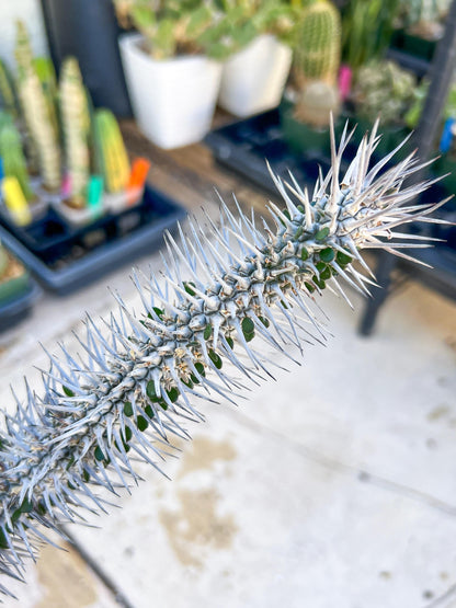 Madagascar ocotillo Alluaudia procera (Red) | Imported