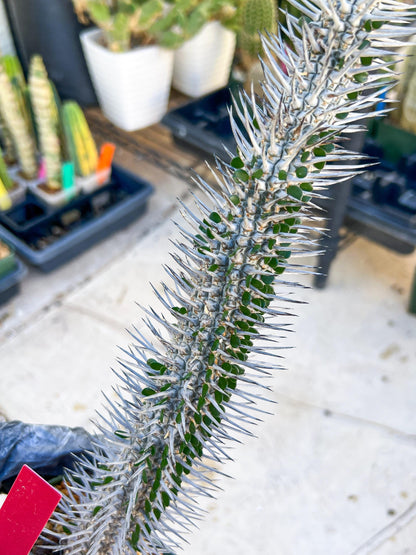 Madagascar ocotillo Alluaudia procera (Red) | Imported