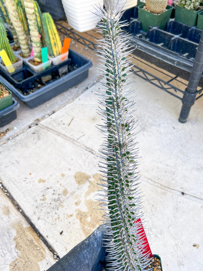 Madagascar ocotillo Alluaudia procera (Red) | Imported