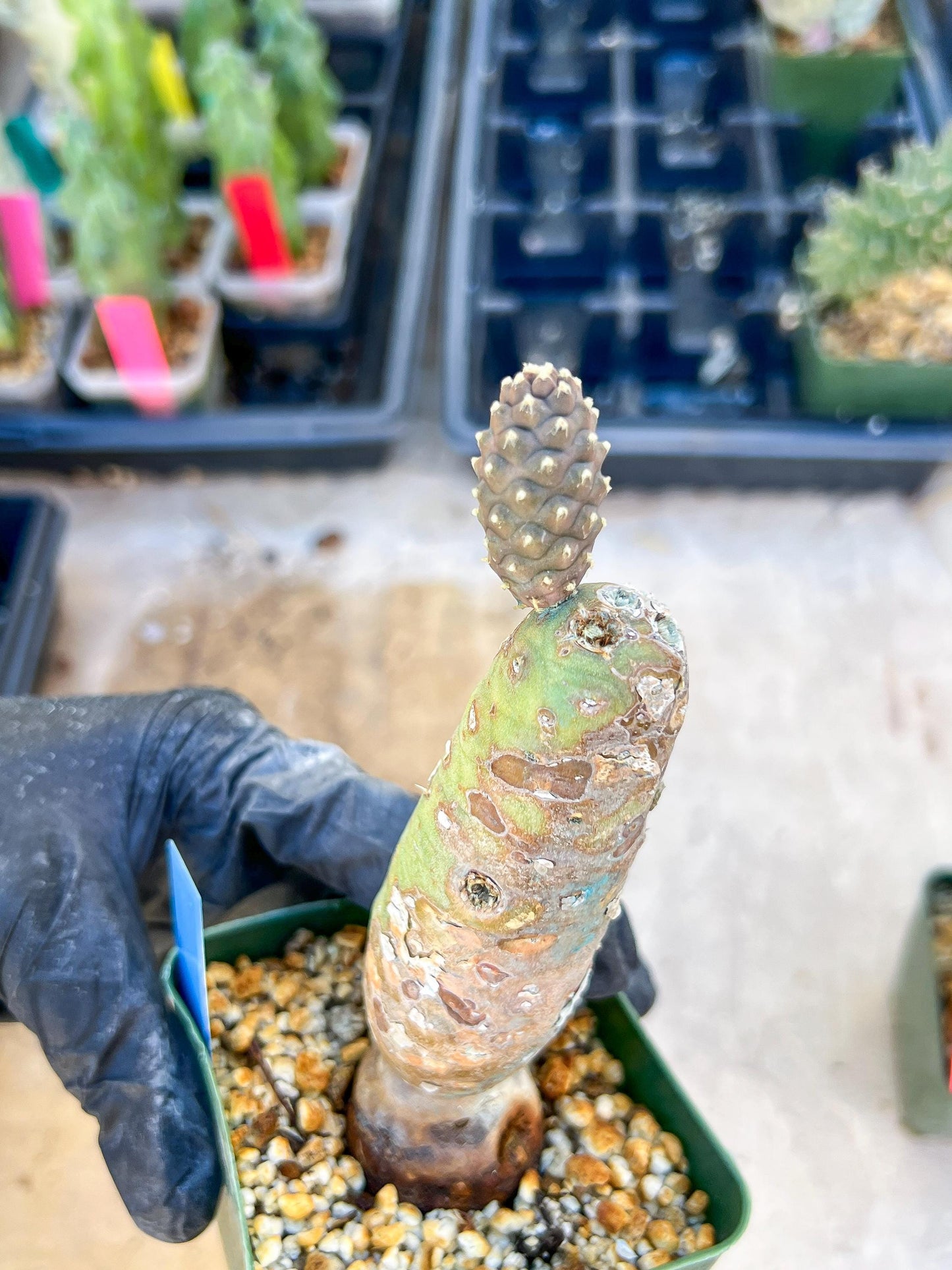 Tephrocactus articulatus (Blue) | DMG from Shipping