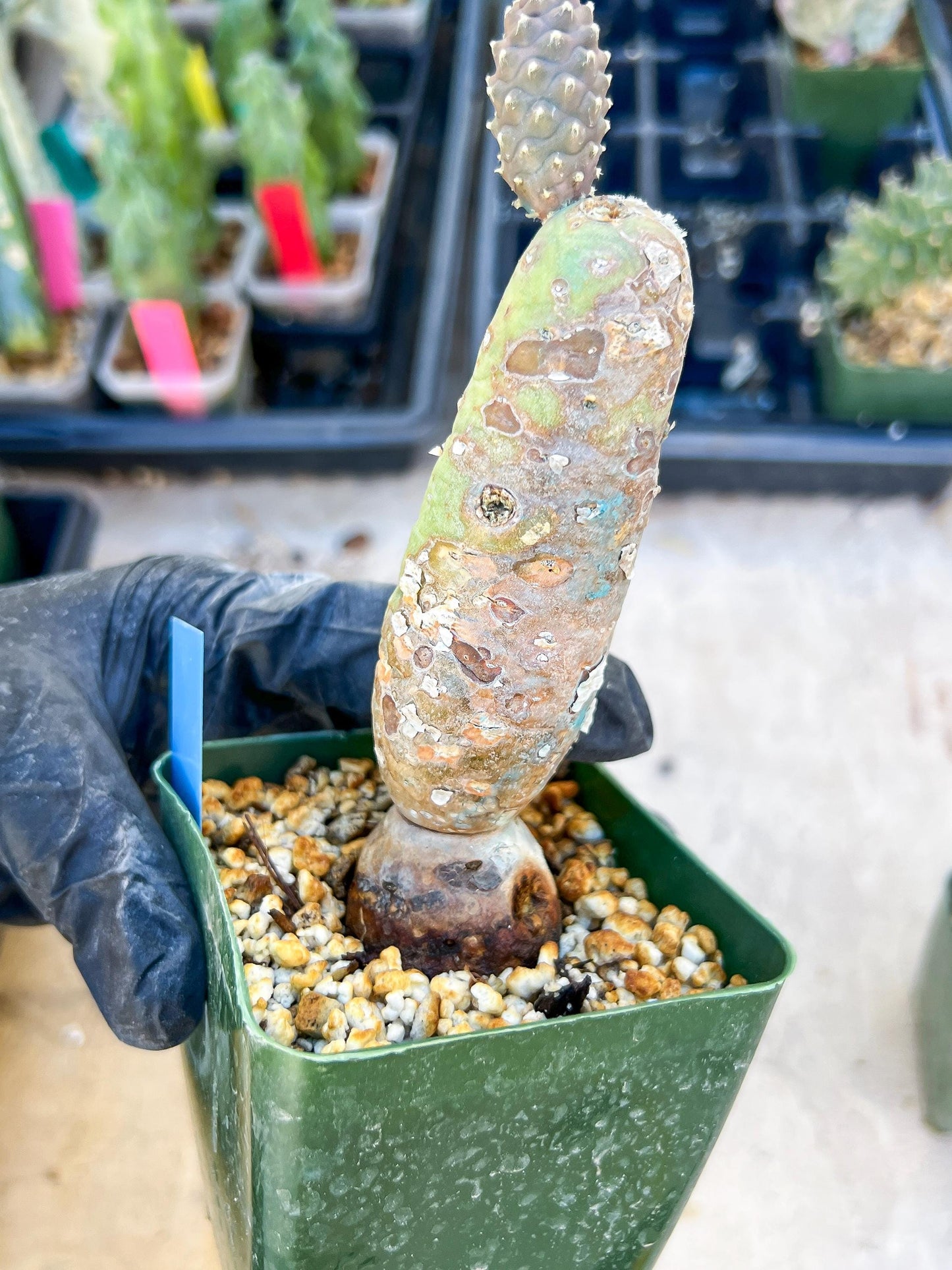 Tephrocactus articulatus (Blue) | DMG from Shipping